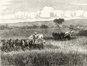 Reaping in South Adelaide, ca. 1880, fra 