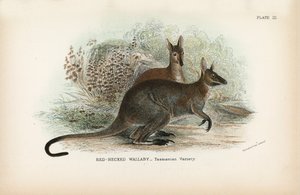 Rødhalset Wallaby Tasmanian Variety av English School