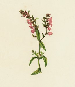 Rød Bartsia, Bartsia Odontites (farge litho) av English School