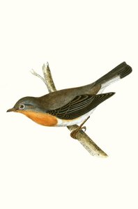 Red Breasted Flycatcher, illustrasjon fra 