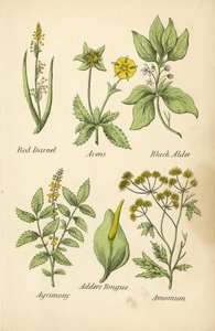Rød gjedde, skjære, svartor, agrimony, huggormtunge, amomum (fargelitografi) av English School