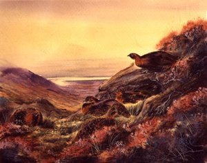 Red Grouse in Moorland, ca. 1890 (akvarell på papir) av English School