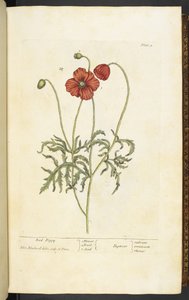 Red Poppy, plate 2 fra 