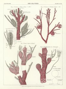 Rød Sea-Weed av English School