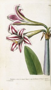 Rød- og hvitstripet lilje, 1799-1810 av English School