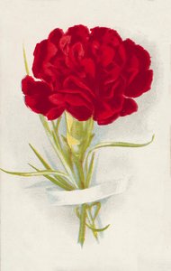 Rød nellik (chromolitho) av English School
