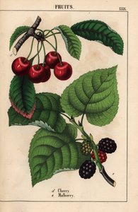 Røde kirsebær og morbærfrukt   , fra "The Instructive Picturebook, or Lessons from the Vegetable World," [Charlotte Mary Yonge], Edinburgh av English School
