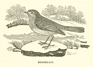 Rødbryst (gravering) av English School