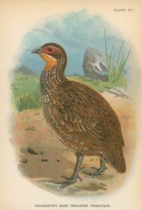 Reichenows barhalsede Francolin av English School