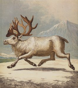 Reinsdyr (farge litho) av English School