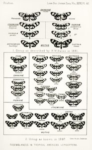 Likheter i tropiske amerikanske lepidoptera, illustrasjon fra The Hope Reports, Vol. II, 1897-1900., redigert av Edward B. Poulton, Oxford, 1901 av English School