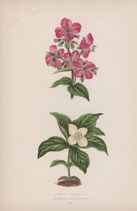 Rhexia Virginica; Cornus Canadensis (farge litho) av English School