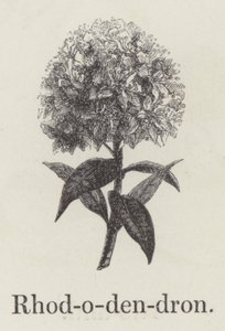 Rhododendron (gravering) av English School