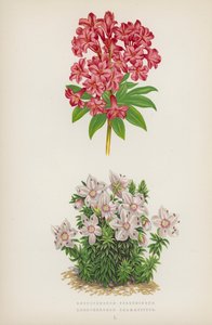 Rhododendron Ferrugineum; Rhododendron Chamaecistus (fargelitografi) av English School