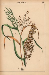 Ris og hirse  , fra "The Instructive Picturebook, or Lessons from the Vegetable World," [Charlotte Mary Yonge], Edinburgh av English School