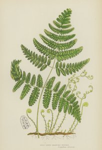 Stiv tre-grenet polypodie (farge litho) av English School