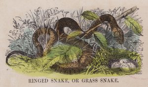 Ringed slange, eller gress slange (farget gravering) av English School