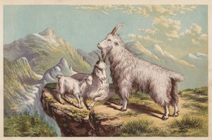 Rocky Mountain Ziege, Aplocerus Montanus