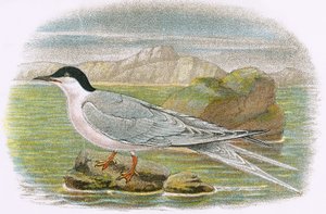 Rosetern