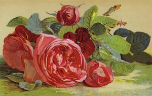 Roses, hertugen av Edinburgh av English School