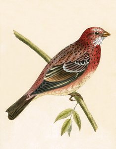 Rosy Bullfinch, illustrasjon fra 