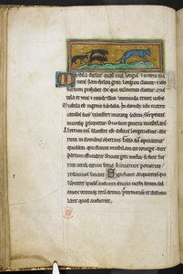 Royal 12 F.XIII, f.43v Mus som jager en katt, fra Bestiary (ff. 3-141), Lapidary (ff. 141v-149) , 2. kvartal av 1200-tallet (vellum) av English School