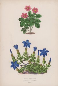 Rubus Arcticus; Gentiana Verna (farge litho) av English School