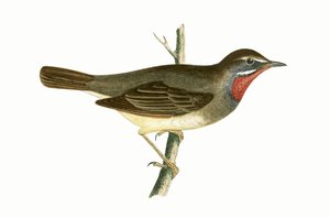 Ruby Throated Warbler, illustrasjon fra 