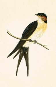 Rufous Swallow, illustrasjon fra 