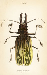 Sabeltannlanghornbille, Macrodontia cervicornis (Prionus cervicornis) av English School