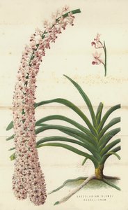 Saccolabium Blumei Russelianum (chromolitho) av English School