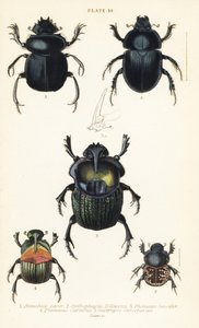 Hellig skarabeebille, Scarabaeus sacer 1, møkkbiller, Onthophagus nuchicornis 2, Coprophanaeus lancifer 3, Sulcophanaeus carnifex 4 og jordborende møkkbille, Geotrupes stercorarius 5 av English School