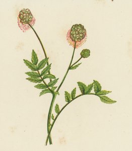 Kleiner Wiesenknopf, Poterium Sanguisorba
