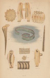 Salpae (medlemmer) av English School