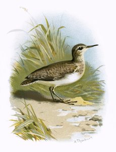 Sandpiper av English School