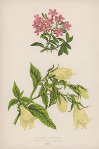 Saponaria Ocymoides; Symphyandra Pendula (farge litho) av English School