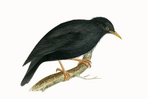 Sardischer Star, Illustration aus 