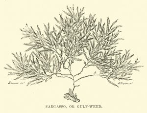Sargasso, eller Gulf-weed av English School
