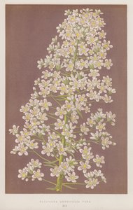 Saxifraga Longifolia Vera (farge litho) av English School