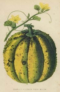 Scarlet-Fleshed Rock Melon av English School