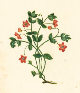 Scarlet Pimpernel, Anagallis Arvensis (farge litho) av English School