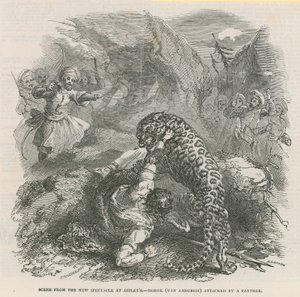Scene fra det nye opptoget på Astleys - Morok (Van Amburgh) angrepet av en panter av English School