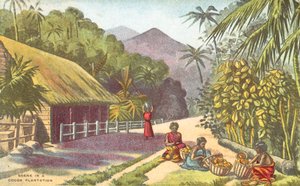 Scene i en kakaoplantasje (farge litho) av English School