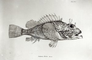 Scorpion Fish, plate 8 fra 
