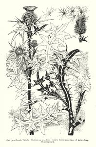 Scotch Thistle; Høyde opp til 4 fot; Nedre blader noen ganger 18 tommer lange; Blomster lilla (gravering) av English School