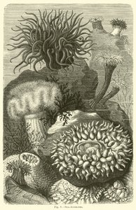 Sjøanemoner av English School