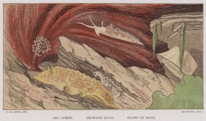 Sea Simon, Crowned Eolis, Spawn of Both (farge litho) av English School