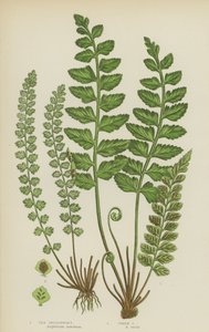 Sjømilturt, grønn milturt (farge litho) av English School