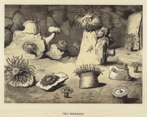 Sjøanemoner av English School
