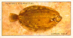 Sjøfisk: Sitrontunge (fargelitografi) av English School